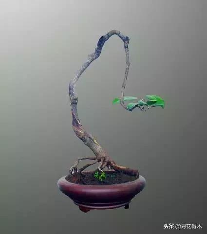 络石盆景的鉴赏与栽培养护