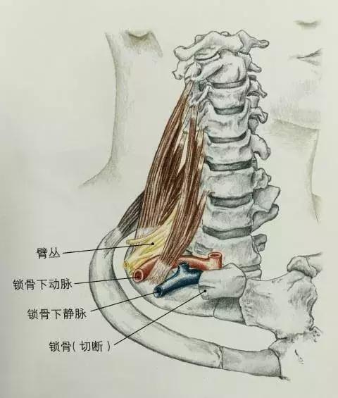 肩周酸痛手发麻如何治疗,肩颈酸痛发麻怎么缓解
