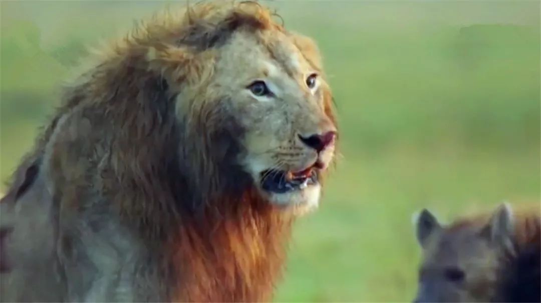 年幼狮子被非洲鬣狗包围，幸好兄弟及时赶来营救，获救后撒娇感谢