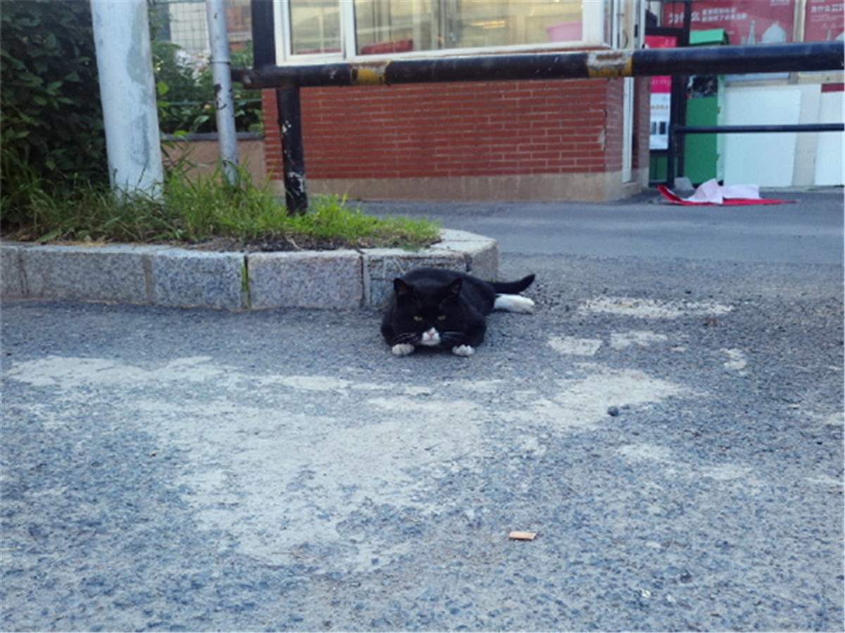 黑猫的性格与脾气怎么样,黑猫具有什么特点和性格