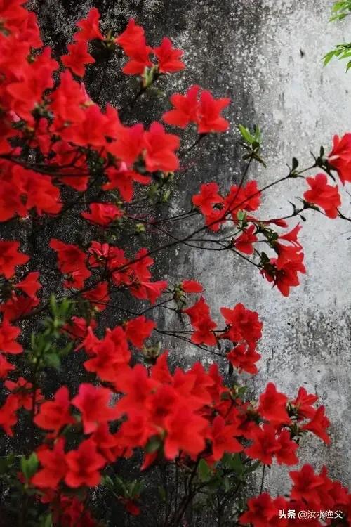 散文随笔植物,散文花