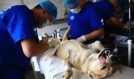 狗狗5种表现离死亡不远了,狗狗常见的十大疾病