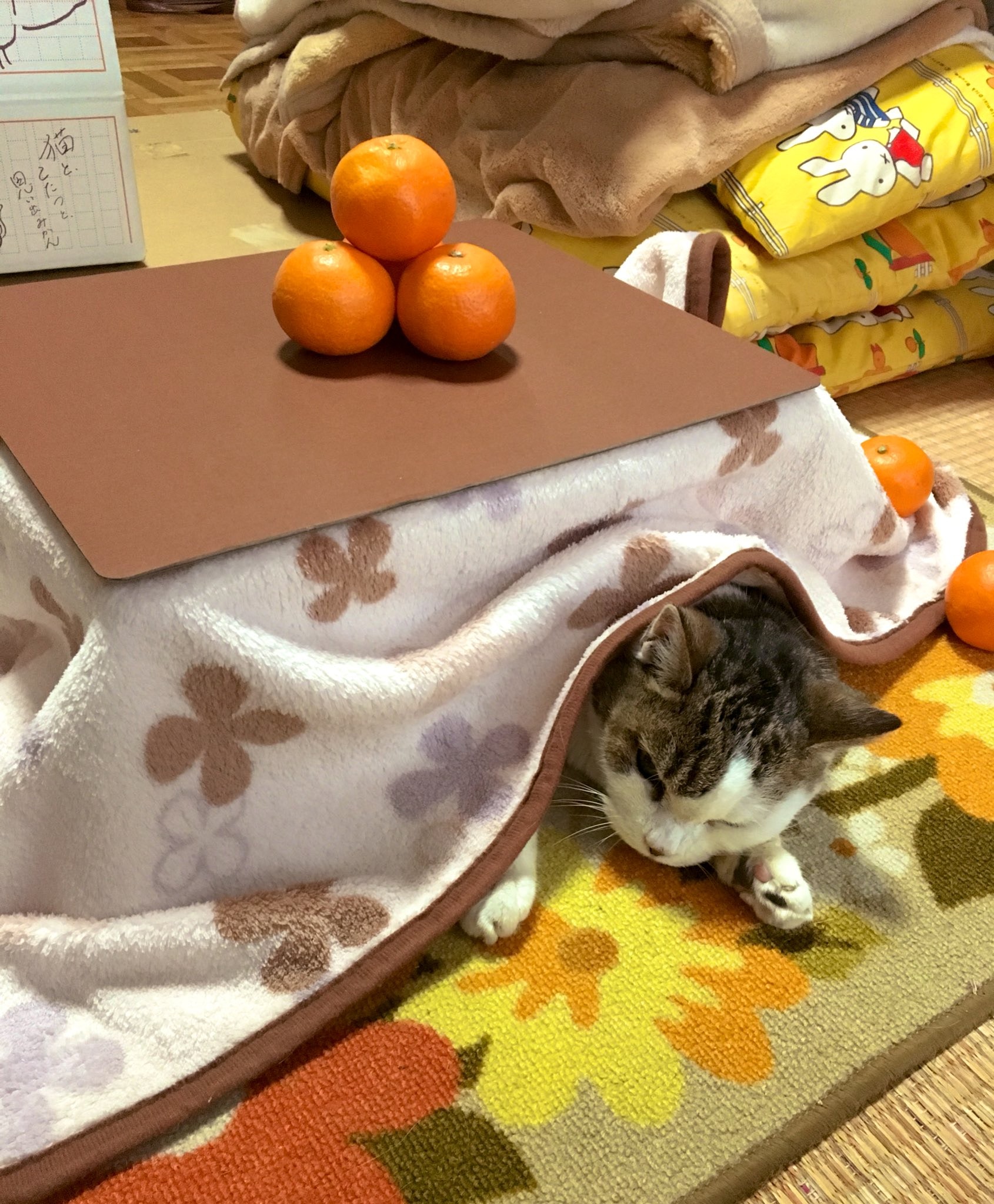 日本网店出奇招拉生意，橘子箱可变成猫用被炉，引得猫奴买箱还橘