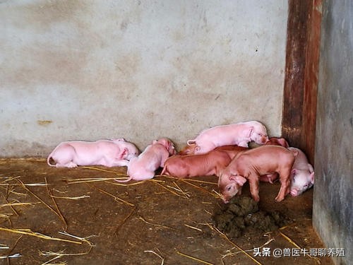 母猪产程长产仔慢的原因以及对策