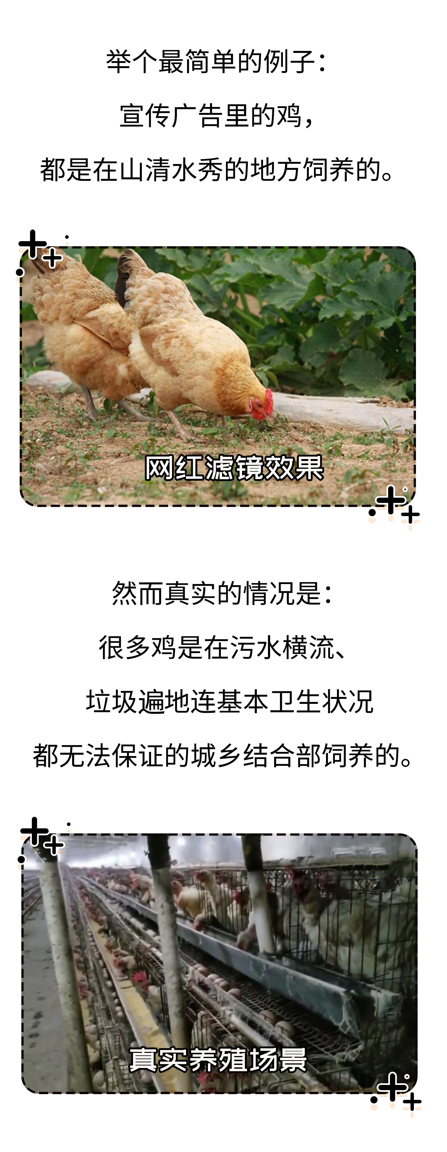 高价格，假广告，毒饲料，如何避免吃到不靠谱的鸡蛋（菲李漫画）