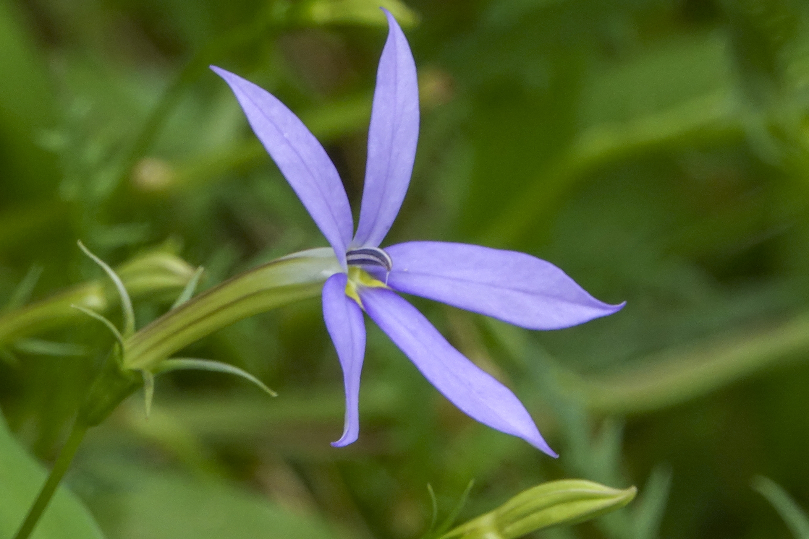 十种蓝色花,常见的六种蓝色花