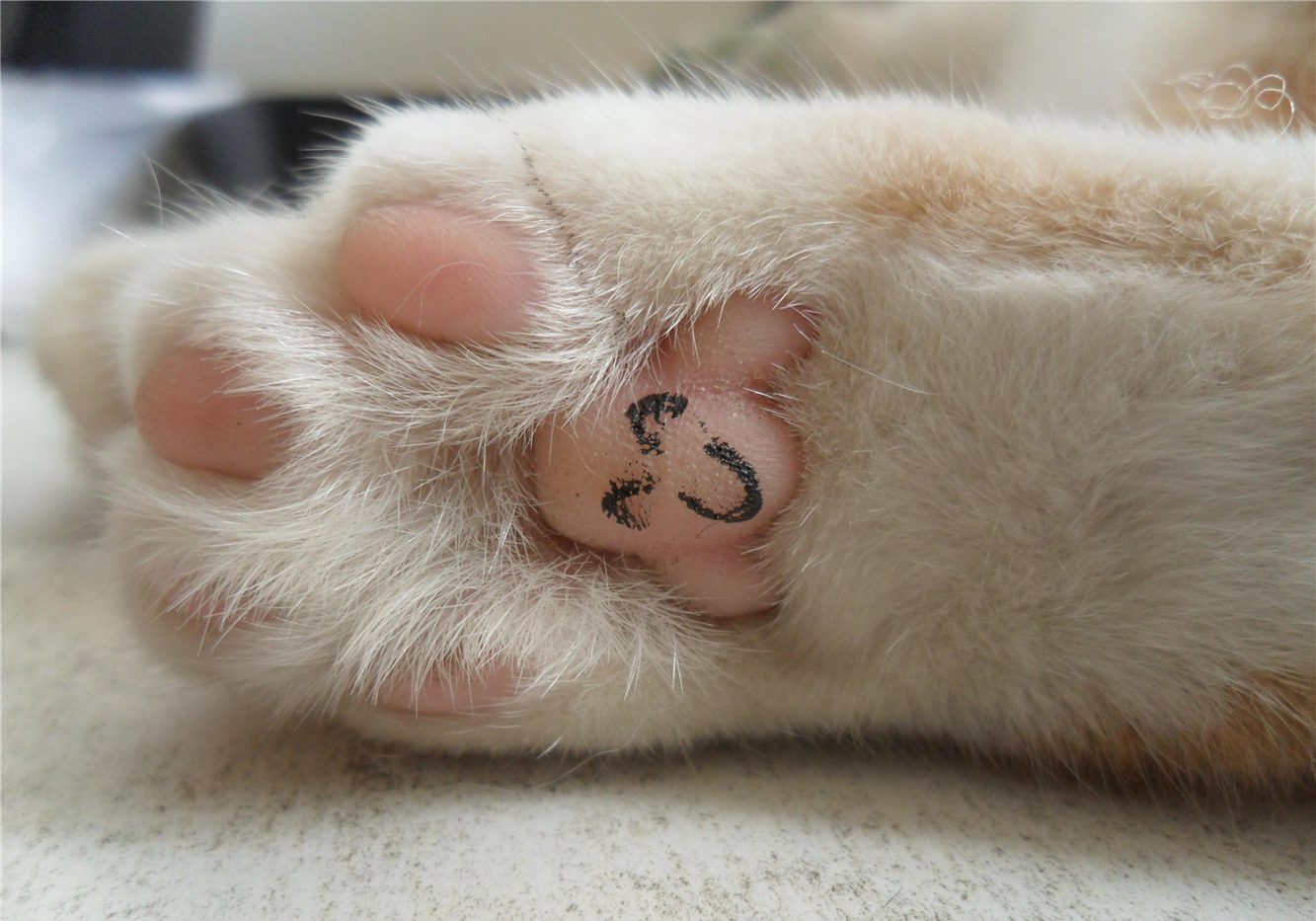 被猫抓伤得了猫抓病,被猫抓伤了可以不打疫苗吗