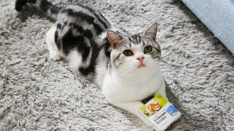 拜宠清驱虫药猫用怎么样,拜耳拜宠清猫驱虫药服用注意事项