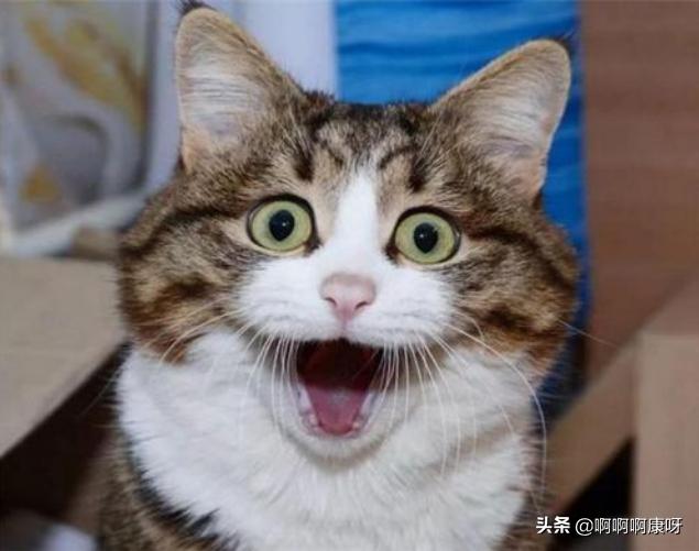 如何判断自己得了猫癣,如何判断猫得了猫癣