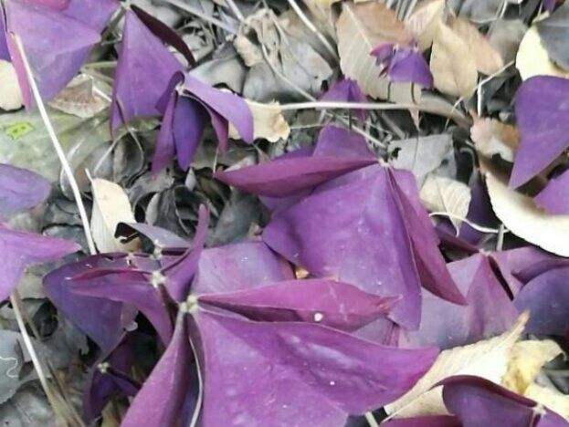 紫叶酢浆草分根方法,紫叶酢浆草种植多大间距