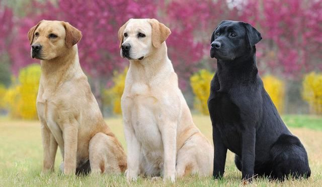 拉布拉多猎犬和寻回犬哪个大些,拉布拉多犬和拉布拉多寻回犬区别