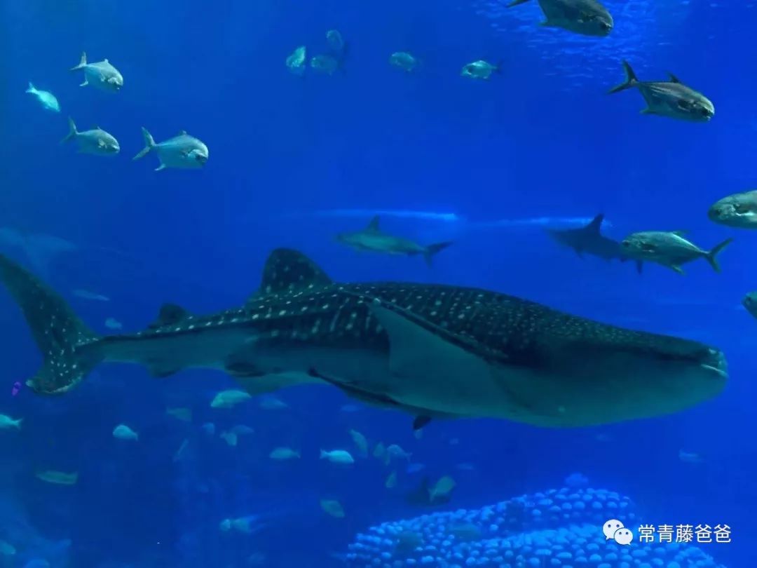 过年去珠海长隆海洋王国游玩攻略,广州长隆欢乐世界带娃一日游攻略