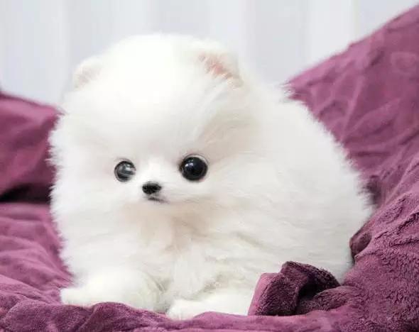 推荐各种狗狗的类型,10种有型罕见的狗狗