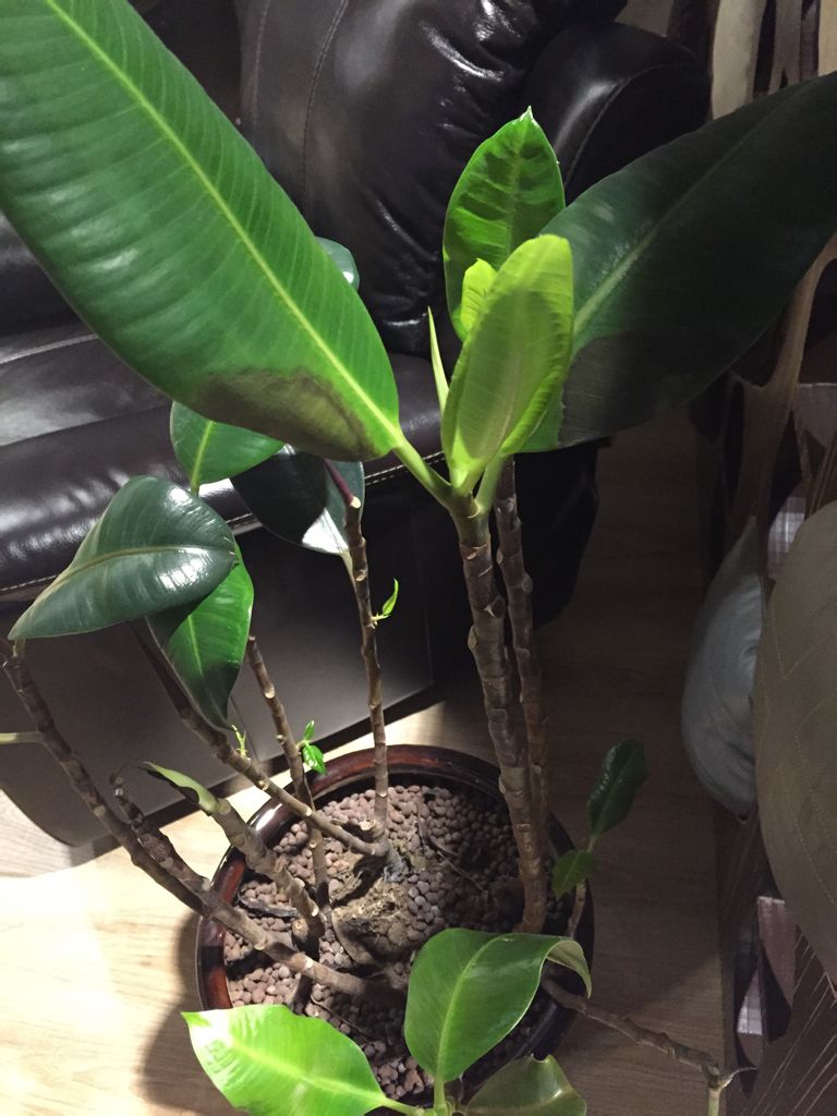 橡皮树叶子下垂发软怎么办视频,橡皮树叶子发软下垂怎么回事