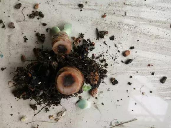多肉根腐黑没有多菌灵怎么救,养多肉很容易死