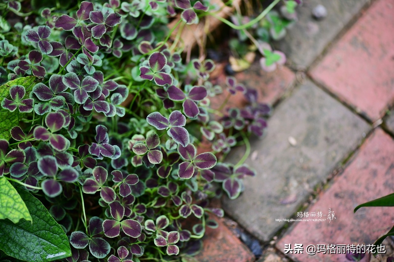 河马花园植物大全,荷马花园的月季