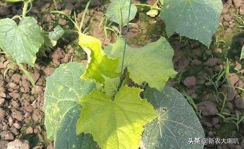 缺钙镁钾怎样补,缺钙缺镁缺铁吃什么好