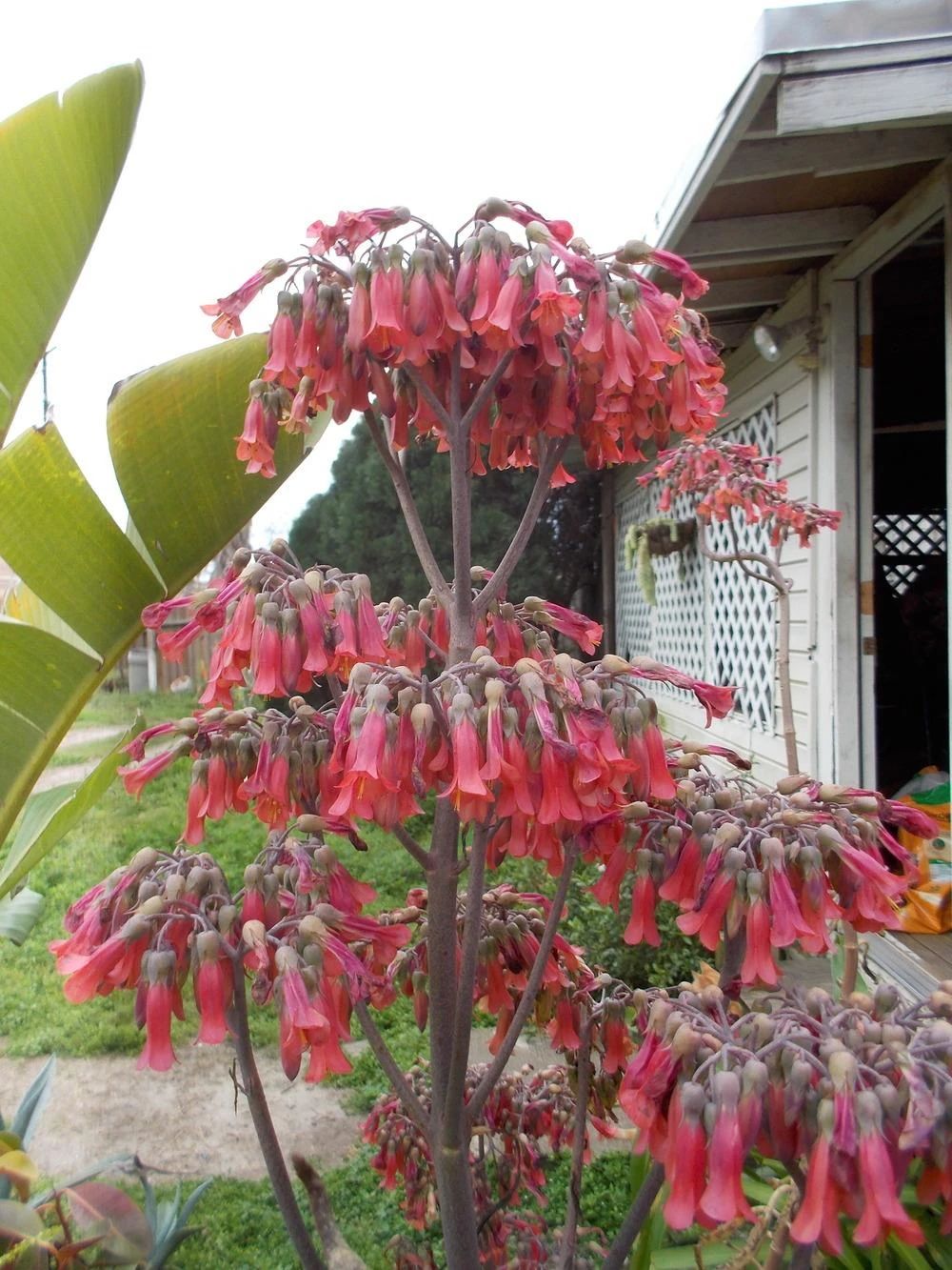 绿萝都养不活还能养什么花,好养活的懒人花绿萝