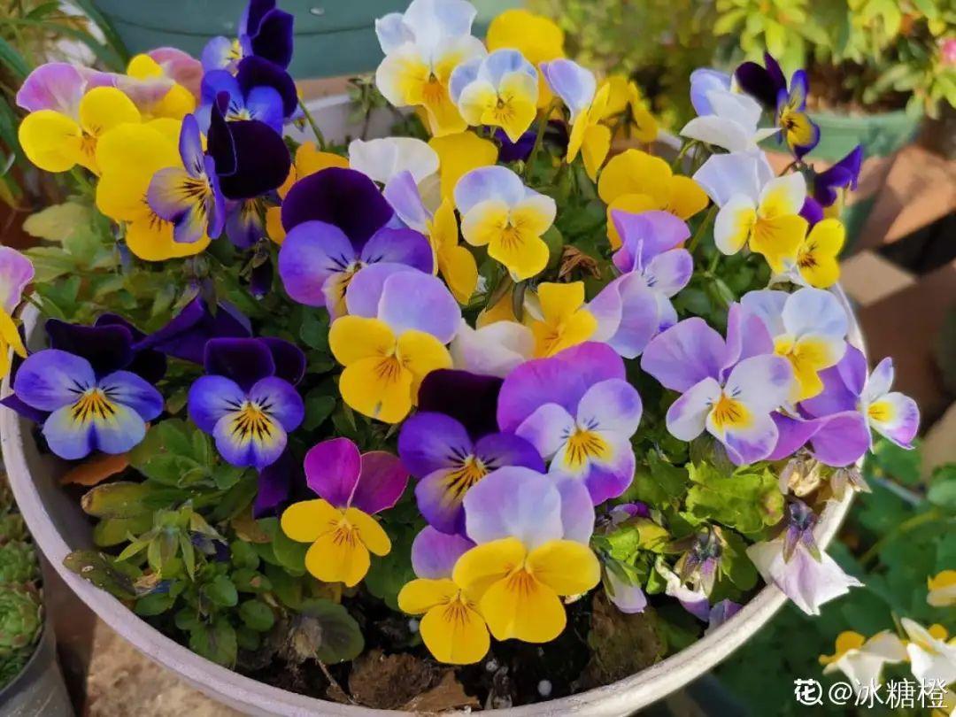耐养的香水花,种室内香水花