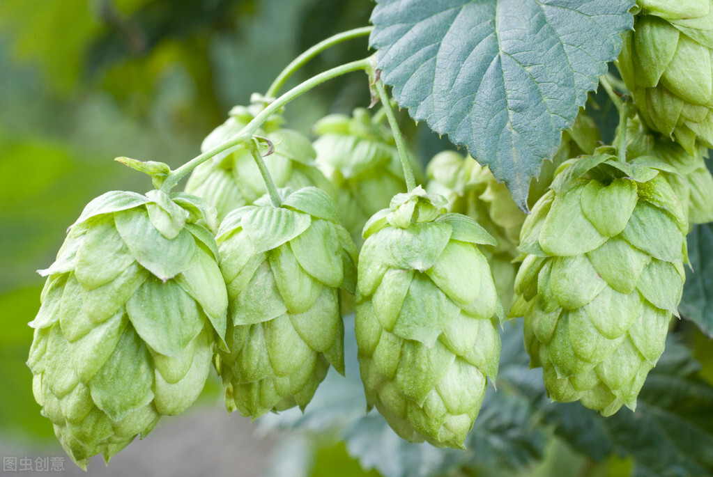 100种常见园林图鉴,列举20类不同的园林花卉