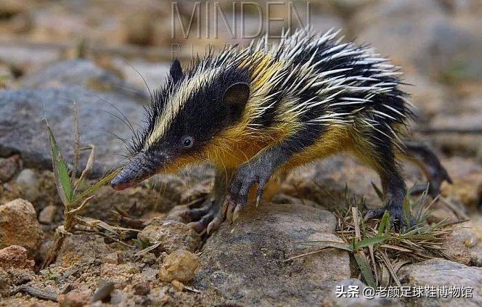 足球鞋胡尔克,胡尔克巴西刺绣足球鞋