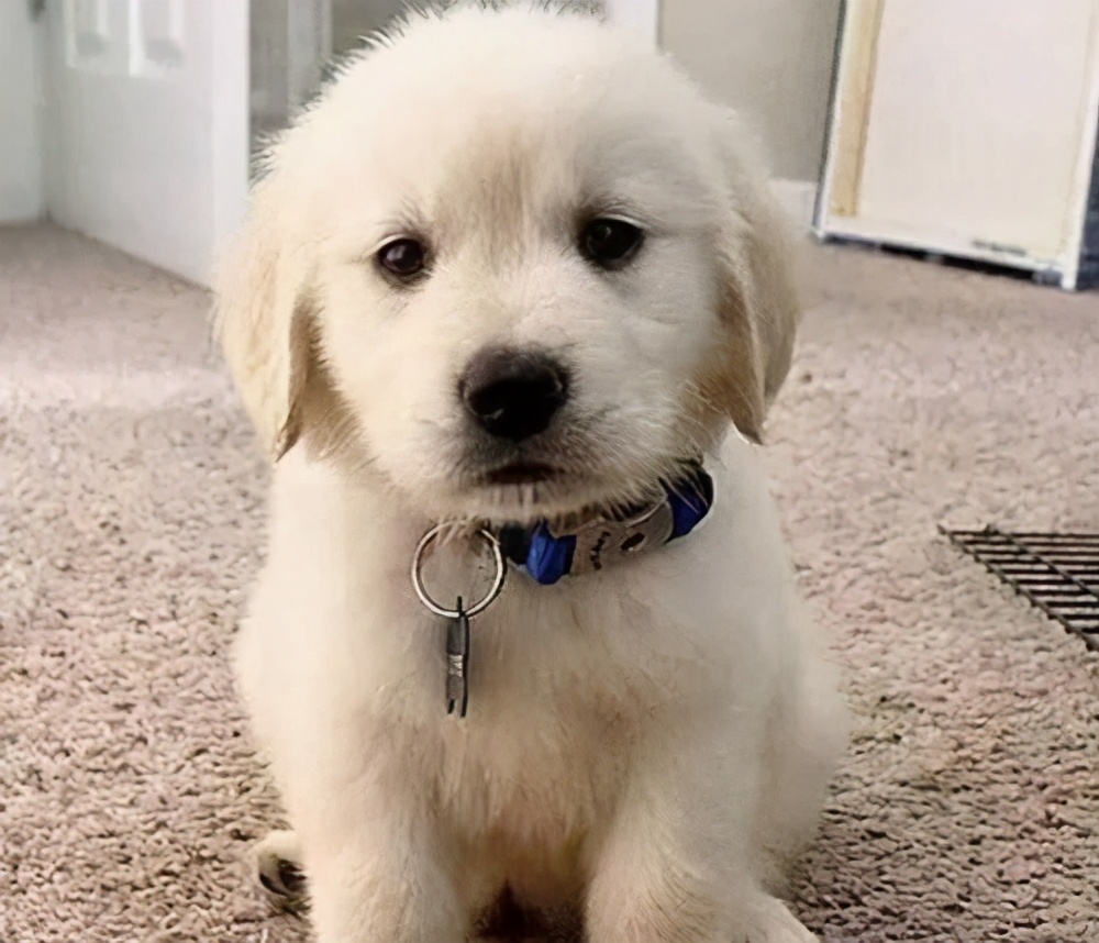 戈赞：金毛不拉屎跟吃的食材有关系吗？