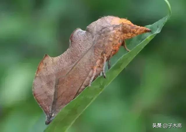 幼果期虫害,防止果树生虫子小妙招