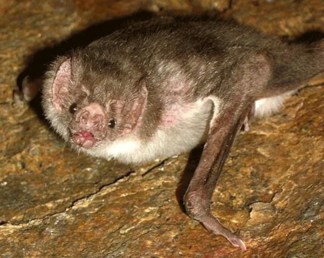 上海多名居民家中发现蝙蝠,家里进的蝙蝠会咬人吗