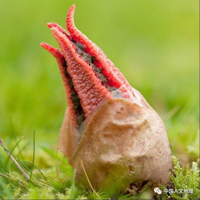 摄影彩色蘑菇,摄影师拍摄迷你蘑菇