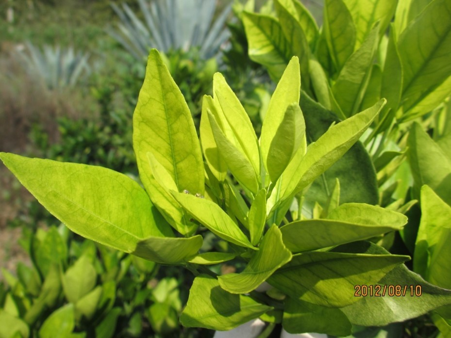 柑橘快收获还落果啥原因,柑橘黄化树恢复方法