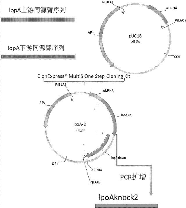 欧洲19世纪牛奶,中世纪欧洲牛奶