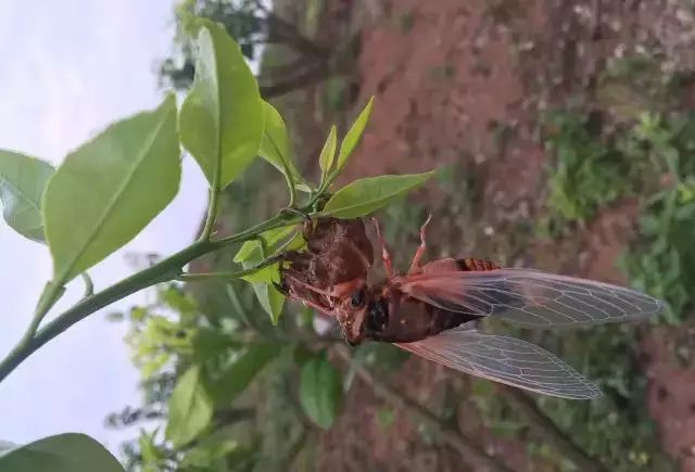 柑橘12月有什么病害虫害,柑橘全年病害虫害最新防治方法