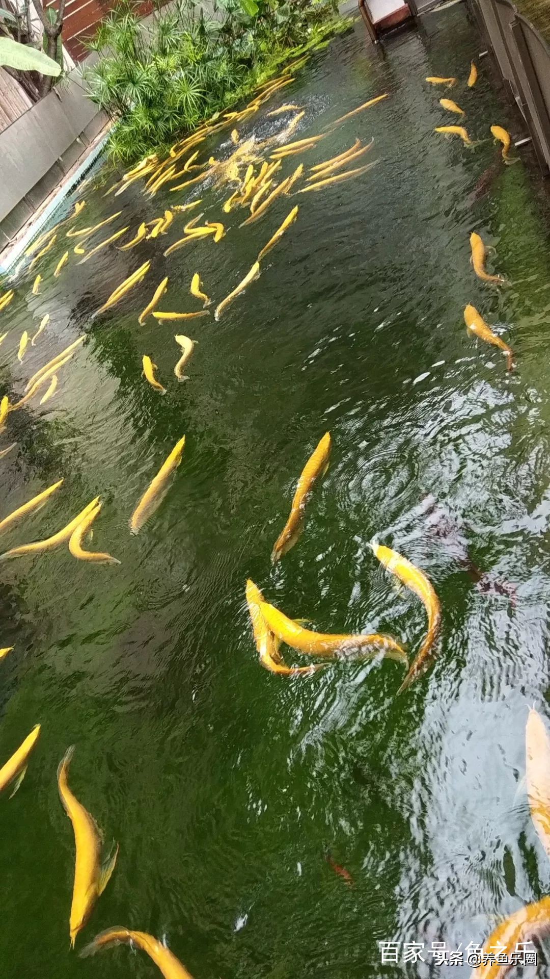 这位土豪家的渔场,光滤材就花了500多万,你确定不要见识一下?