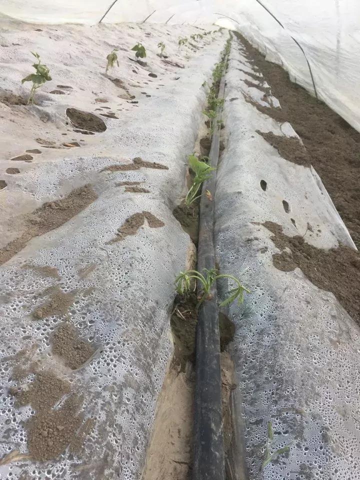 西瓜小叶病西瓜叶片卷曲原因,西瓜龙头皱缩什么原因