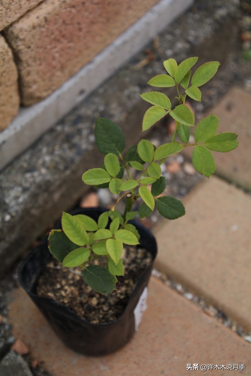 买到牙签苗怎么办,月季牙签苗能买吗