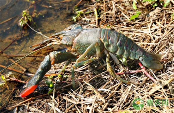 澳洲淡水龙虾稻田养殖技术,淡水龙虾澳洲品种养殖技术