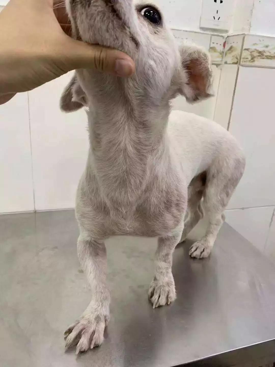 福懋动物医院：猫咪皮肤病不难治，看了这篇你就懂了