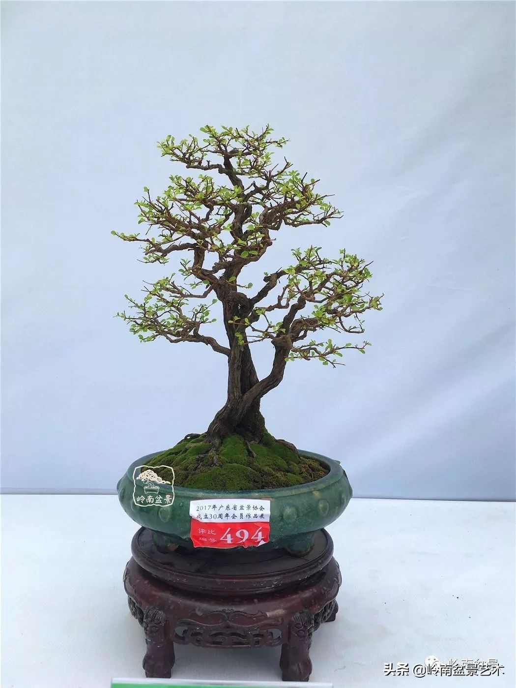 杂木盆景也毫不逊色,杂木盆景值钱吗