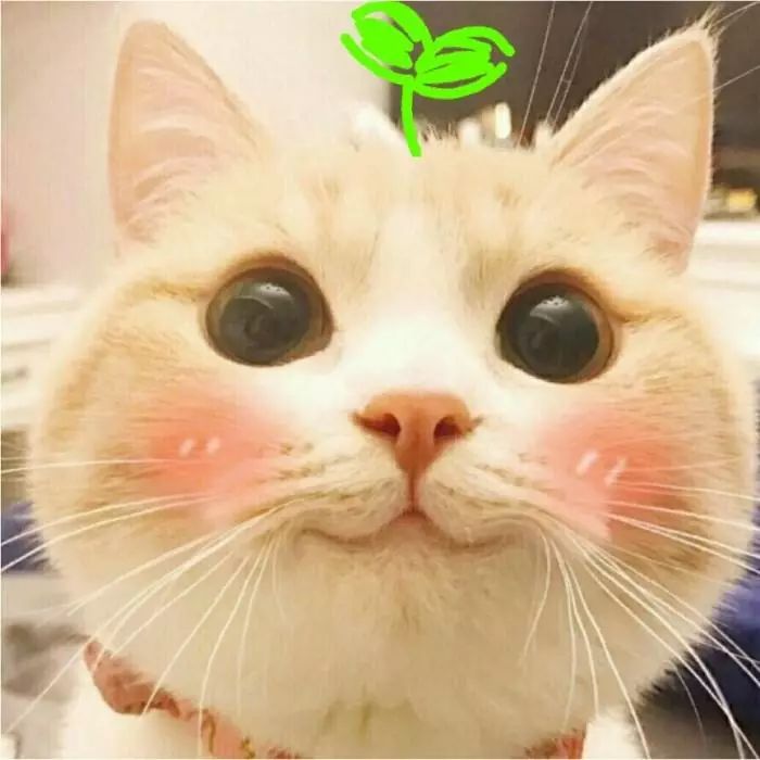 猫咪胡须的正确使用方法,猫咪胡须的动作解释