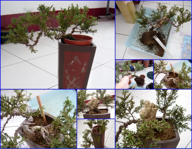 鱼川真柏盆景养殖方法,从养多肉到盆景