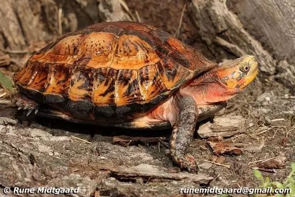 匠志萌宠乐园教学,匠志萌宠