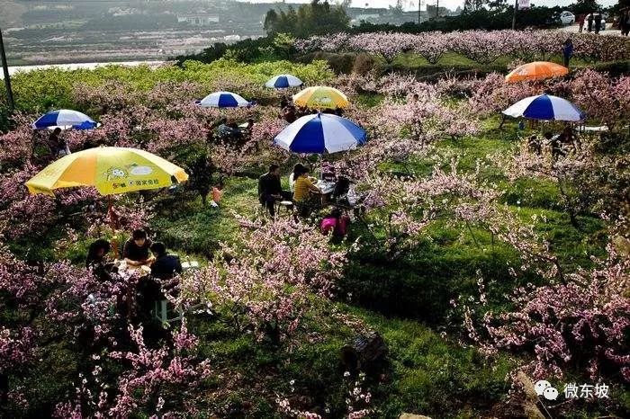 花开十五载,花开十五载筑梦新未来