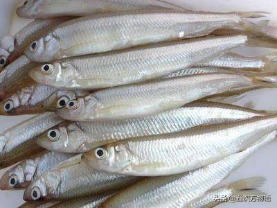 黑龙江营养价值最高的鱼,黑龙江肉多刺少又好吃的鱼