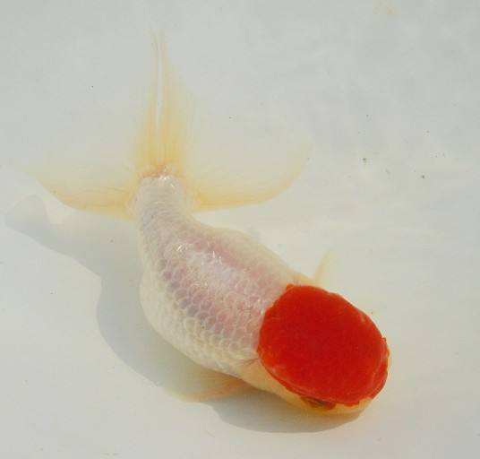 哪个品种的金鱼最漂亮最好看,特别飘逸的金鱼品种有哪些