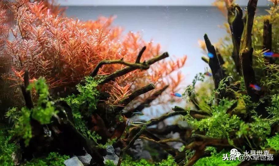 40厘米鱼缸杜鹃根造景,杜鹃根水草缸