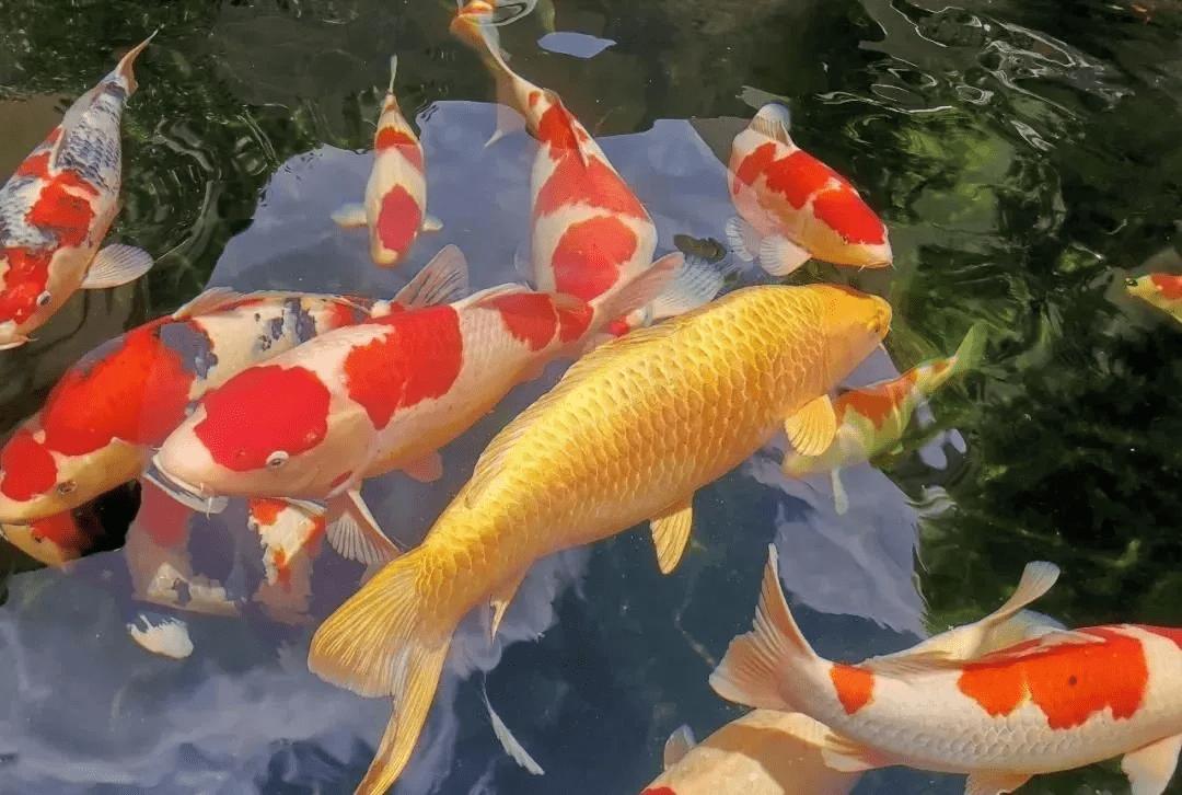 锦鲤鱼池下过滤池底粪便如何清除,锦鲤鱼池过滤系统十大注意事项