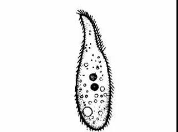 污泥镜检操作方法,污泥检测项目及标准有哪些呢