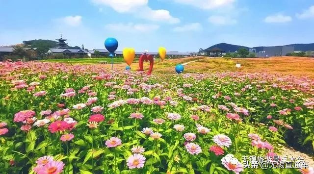无锡哪里有看花海的景点,无锡秋季花海旅游景点