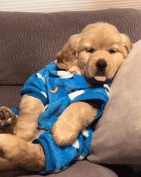 可爱呆萌的小奶狗视频,可爱可奶呆萌的小奶狗