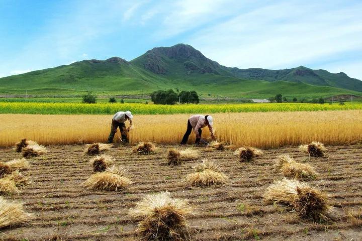 表格填写籍贯是代表什么,为什么填表时要填籍贯有什么意义